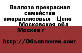 Валлота прекрасная семейства амариллисовых › Цена ­ 200 - Московская обл., Москва г.  »    